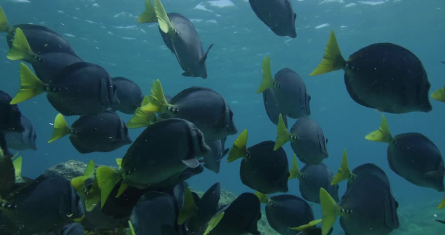 Yellow tailed school of fish swims through murky water near rocky seafloor