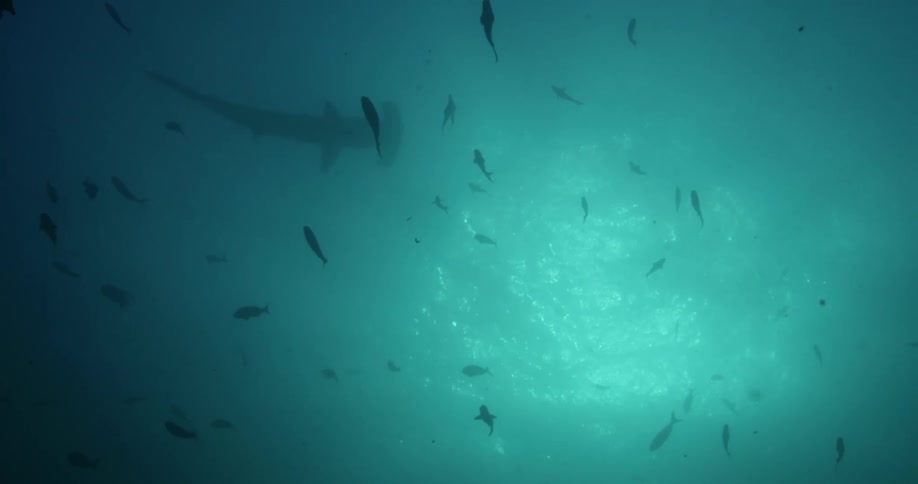 Fish and sharks underwater swimming around in the ocean