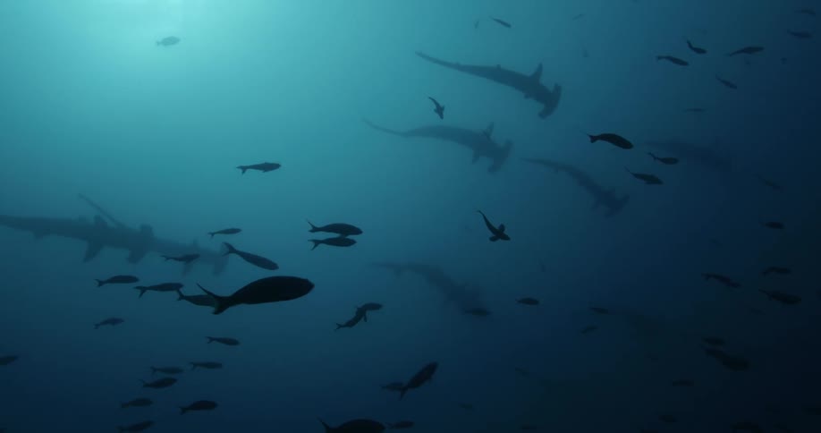 Fish with hammerhead sharks in the back ground are swimming in the ocean water