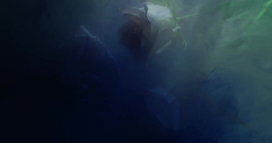 A light shines over a rose pressed in glass