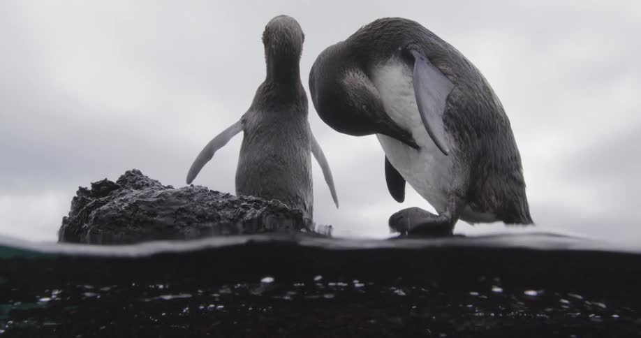 Two penguins perch on rock outcropping while grooming under an overcast sky