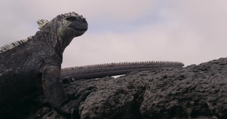 An Iguana sits on a rock as another reptile crawls past