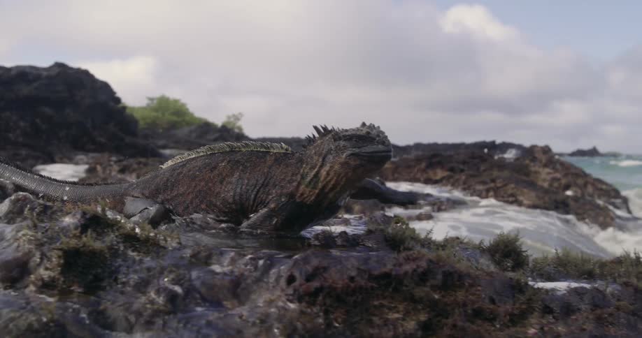 An iguana is walking across rocks toward the water along the coast