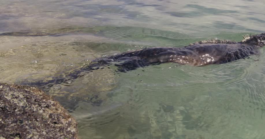 A Galapagos Marine Iguana on a rock steps into the water and swims away