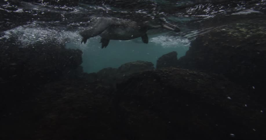 A penguin steps in to the water and starts to swim