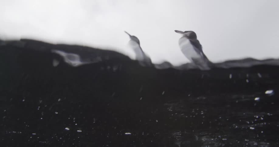 Two penguins standing on rocks as the surface of the water crashes up against the rocks