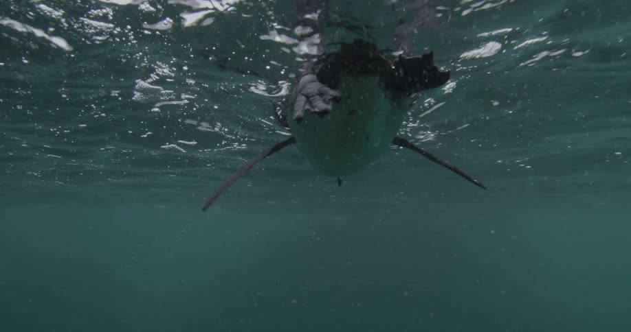 A penguin swims along the surface of the ocean