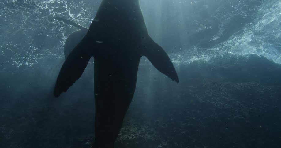 Eared seals swim through shallow water between underwater rocks and the surface