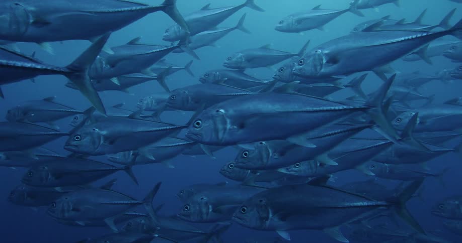 A large school of tuna swimming under water