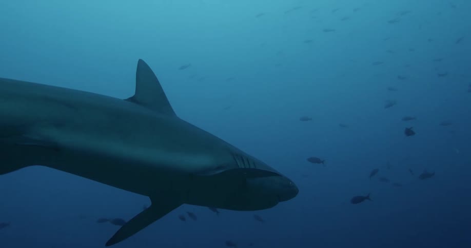 Galapagos shark swimming around in deep blue water with a few fish in the background