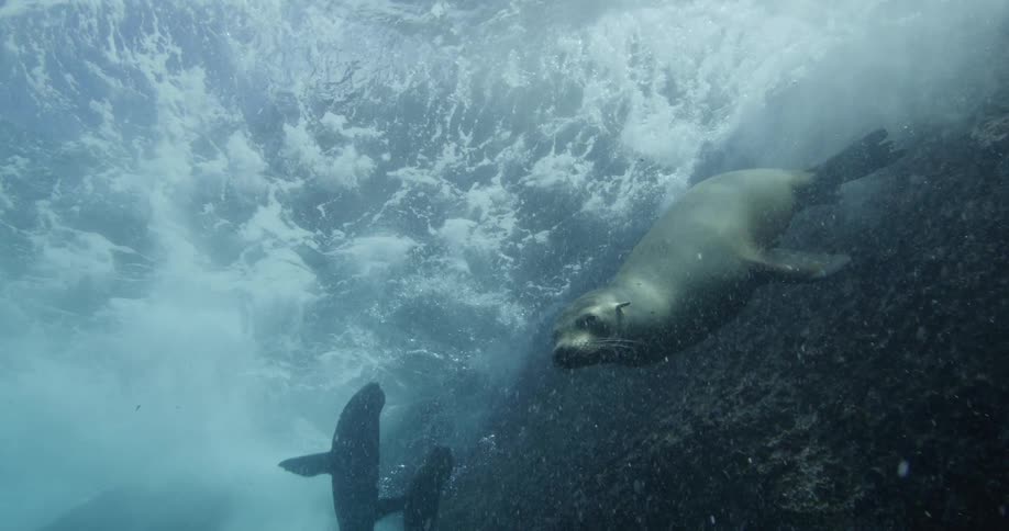 Group of sea lions swims near underwater rock formation