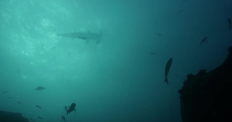Fish swimming in the ocean around a shark swimming at the top