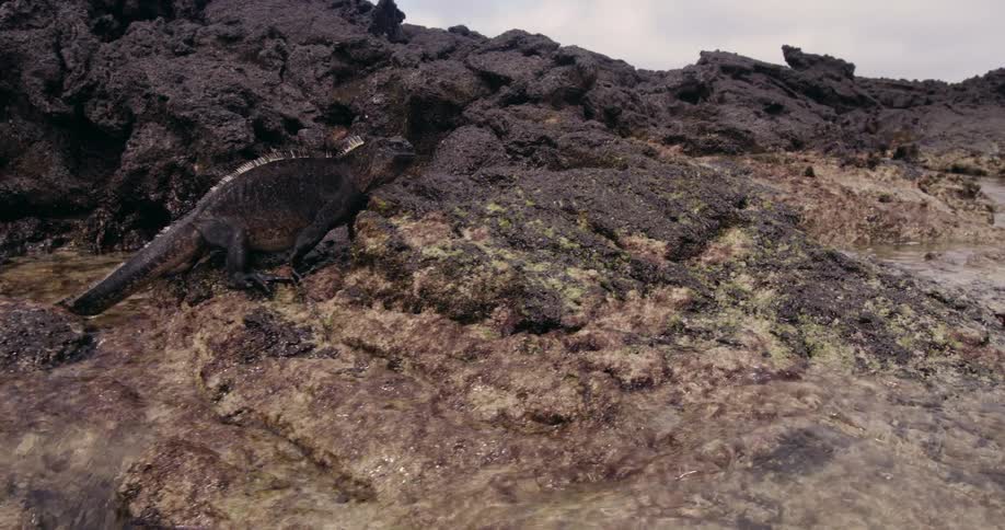 An iguana walks along rocks near the ocean edge