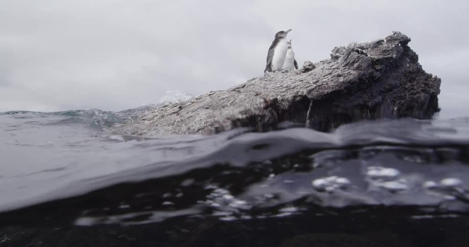 Penguins are sitting on a rock in the ocean