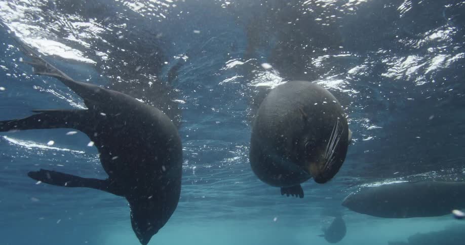 Fur Seals playing and swimming around underwater close to the surface