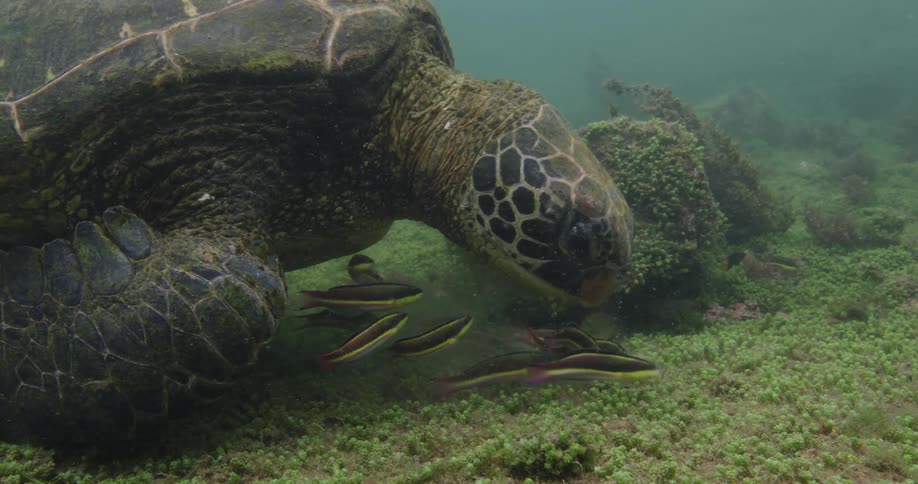 A green sea turtle eating plants from ocean floor while small fish swim around him