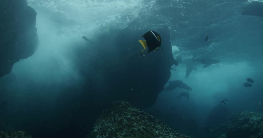 Sea Lions and fish swimming under water as a big waves passes over
