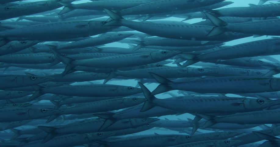 Large school of Baraacuda fish swimming in the blue ocean