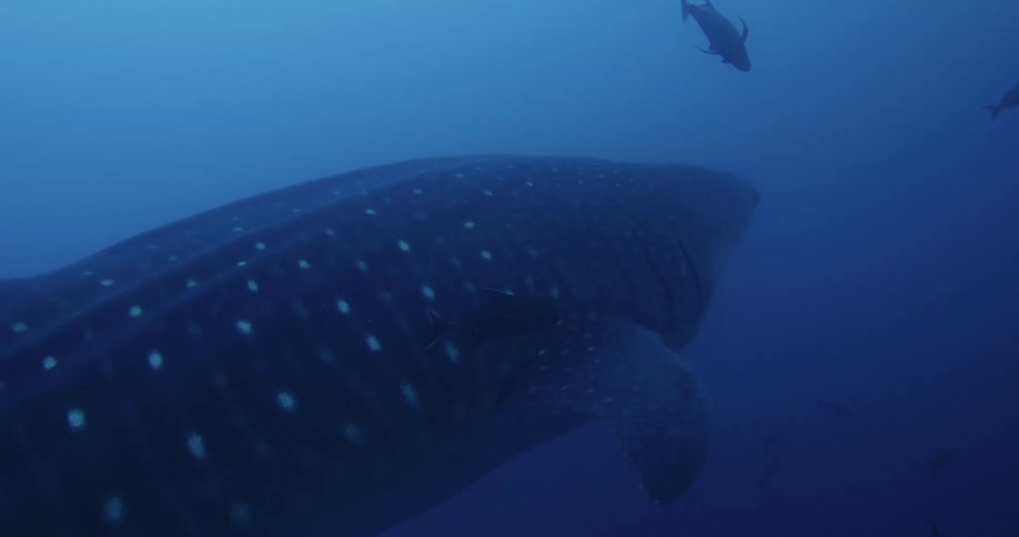 A whale shark swims through murky water near other fish