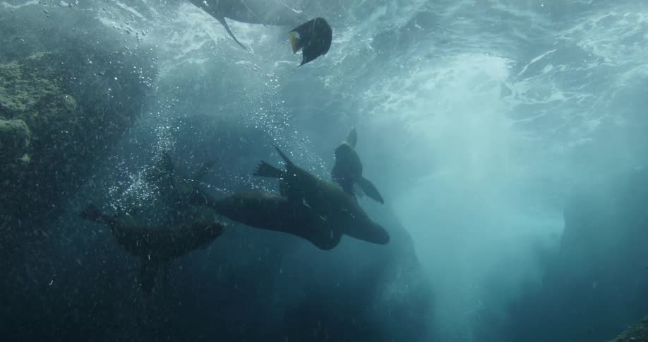 Seals swim close to rocky underwater cliff near yellow tailed and black fish