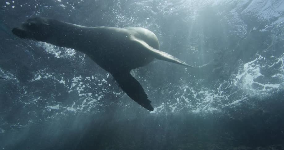 Seals are swimming in the ocean water