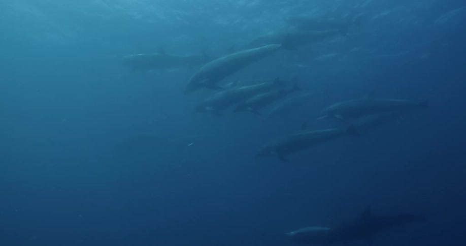 Dolphins are swimming underwater near the surface as sunlight shines from above