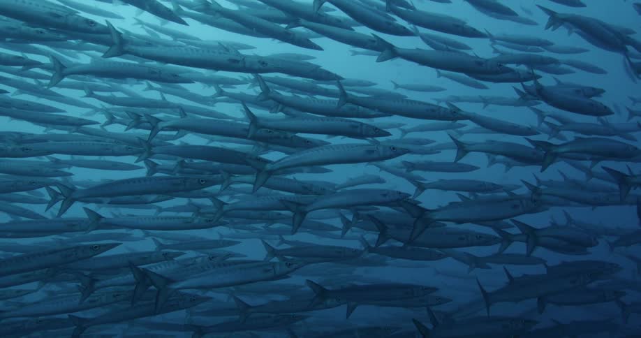 A large school of Barracuda swimming in the ocean
