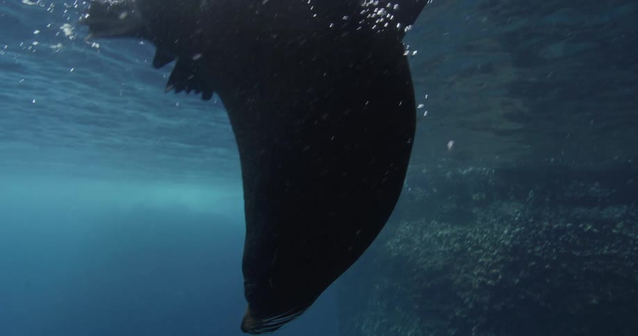 Fur Seals swim just underneath surface near underwater rock formations