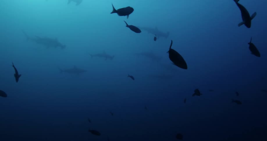 Fish and Hammerhead Sharks are swimming in the ocean water