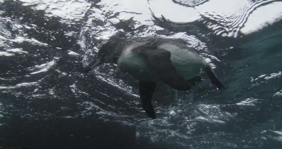 A penguin swimming near the surface of the ocean near rocks