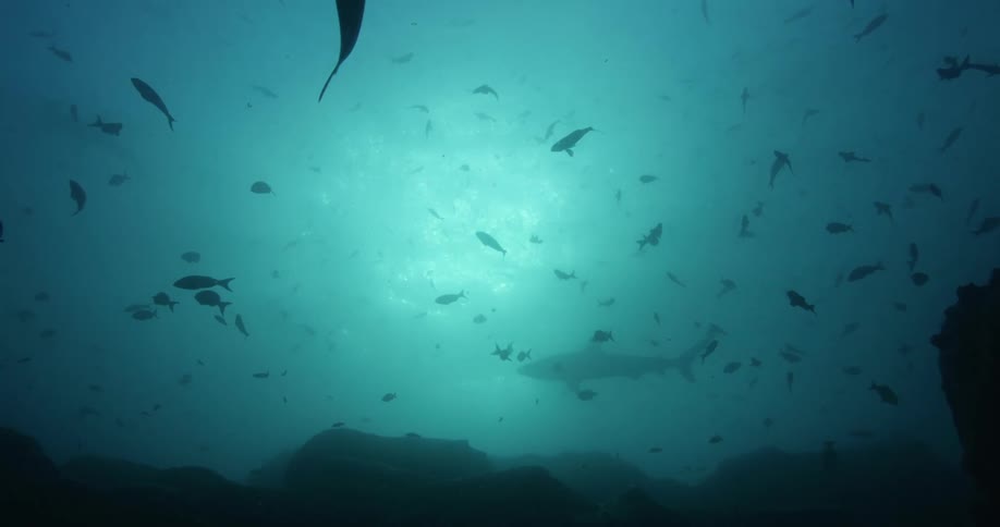 Fish swim past a shark in the ocean