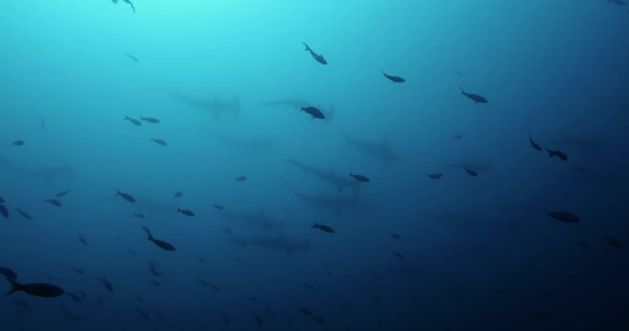 Fish are swimming in cloudy water as hammerhead sharks swim in the distance