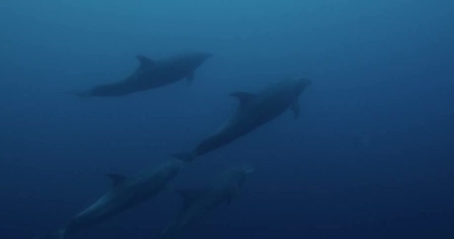 Dolphin are swimming under the ocean water