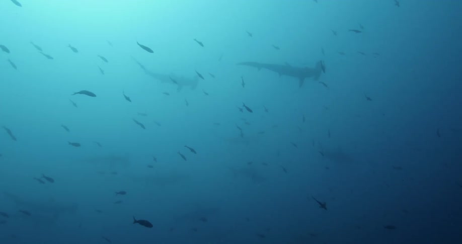 Fish are swimming in cloudy water as hammerhead sharks swim in the distance