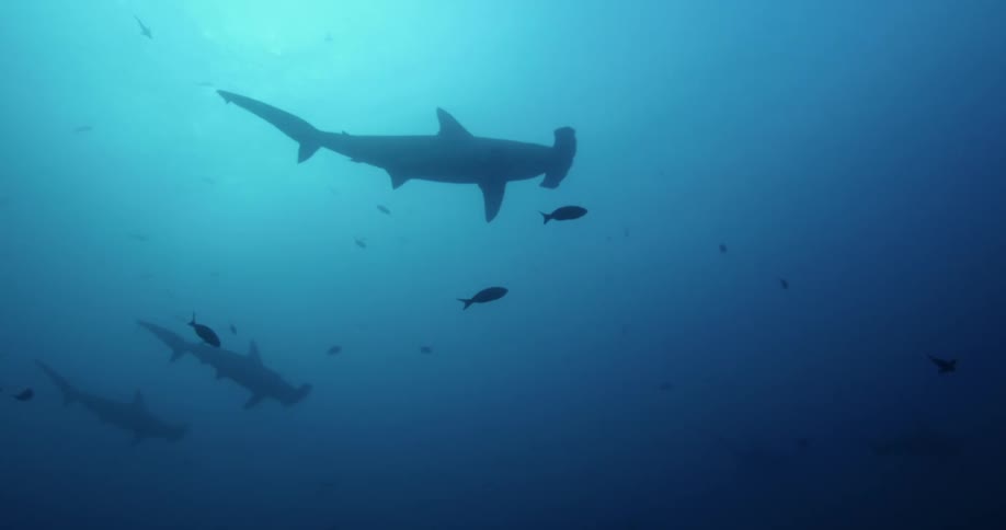 Hammerhead sharks swim past small fish in the ocean