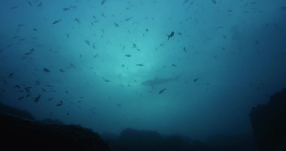 Fish are swimming over rocks on the seabed in cloudy water as a shark swims in the distance