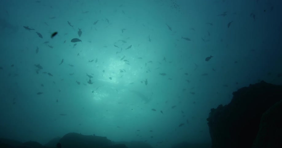 Fish are swimming over rocks on the seabed in cloudy water as a hammerhead shark swims in the distance