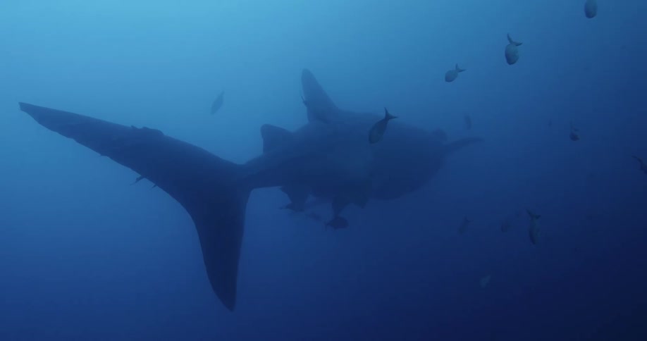 A whale shark swims among small fish as its tail and fins move as it swims