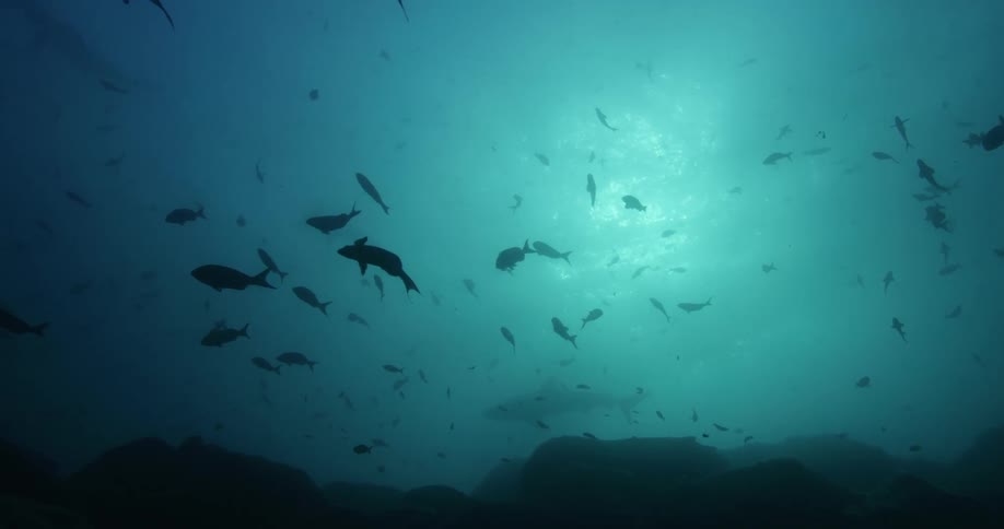 The view is of the ocean and you can see fish