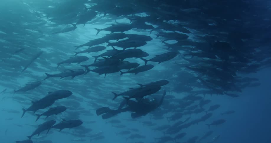 Scuba diver swims with large school of large fish