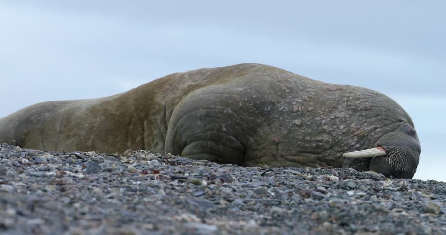 A walrus rolls over onto his side