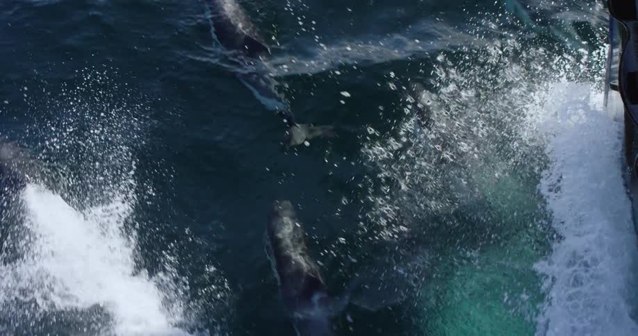 Dolphins swim in the water next to a ship