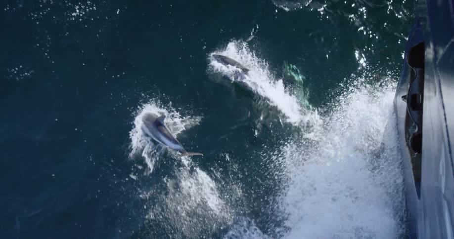 Dolphins swim and jump in the water alongside a moving ship