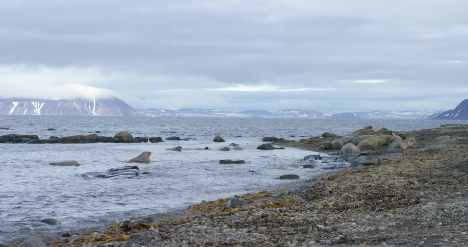 A rocky beach with snow capped mountains in the background