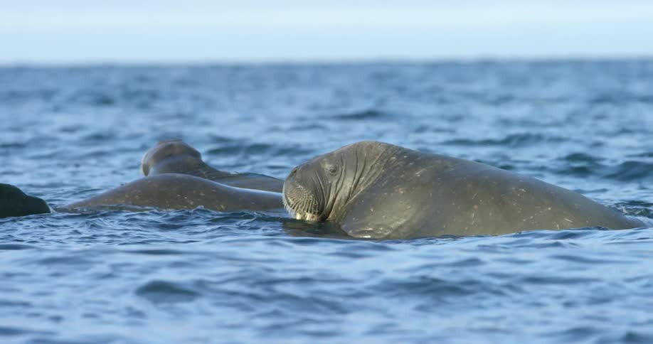 A group of walruses float and lounge in the ocean