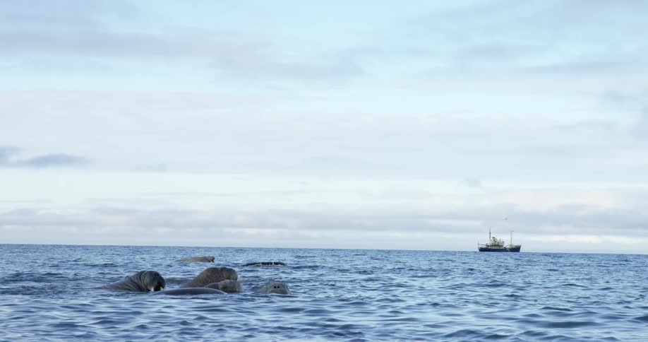 Walruses swim in the ocean with a boat in the background