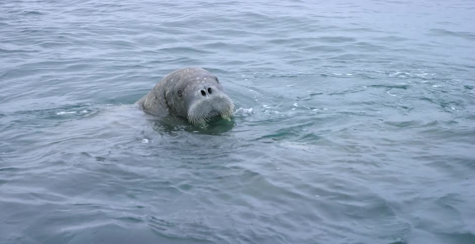 A walrus pokes his head out of the water then dives back in