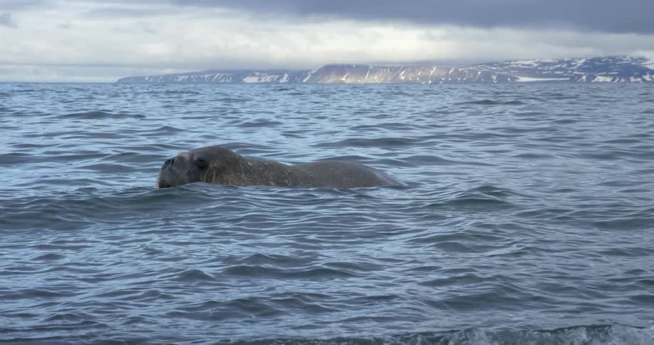 A walrus relaxing in the shallow waters of a shoreline