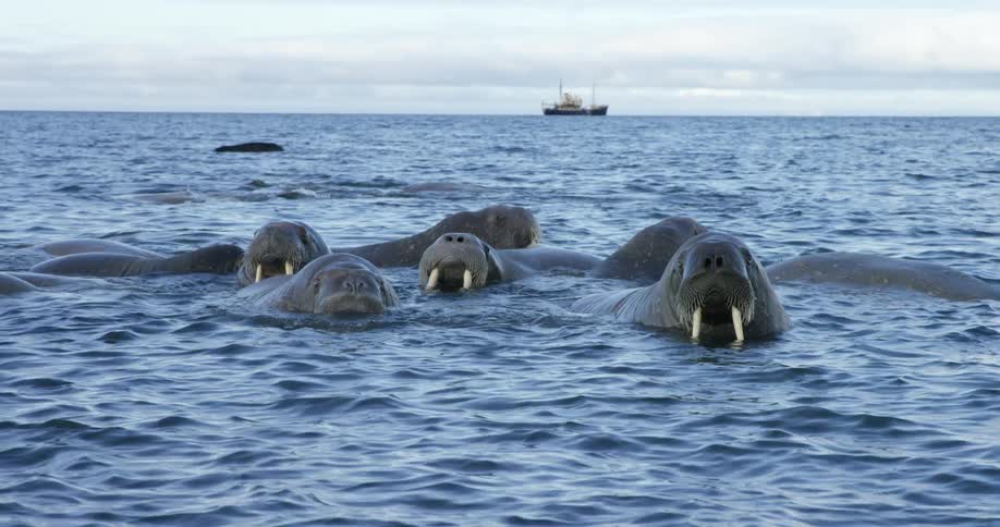 A group of walrus swim in the water together