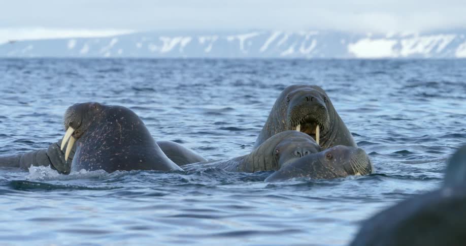A group of walruses moving about in shallow water
